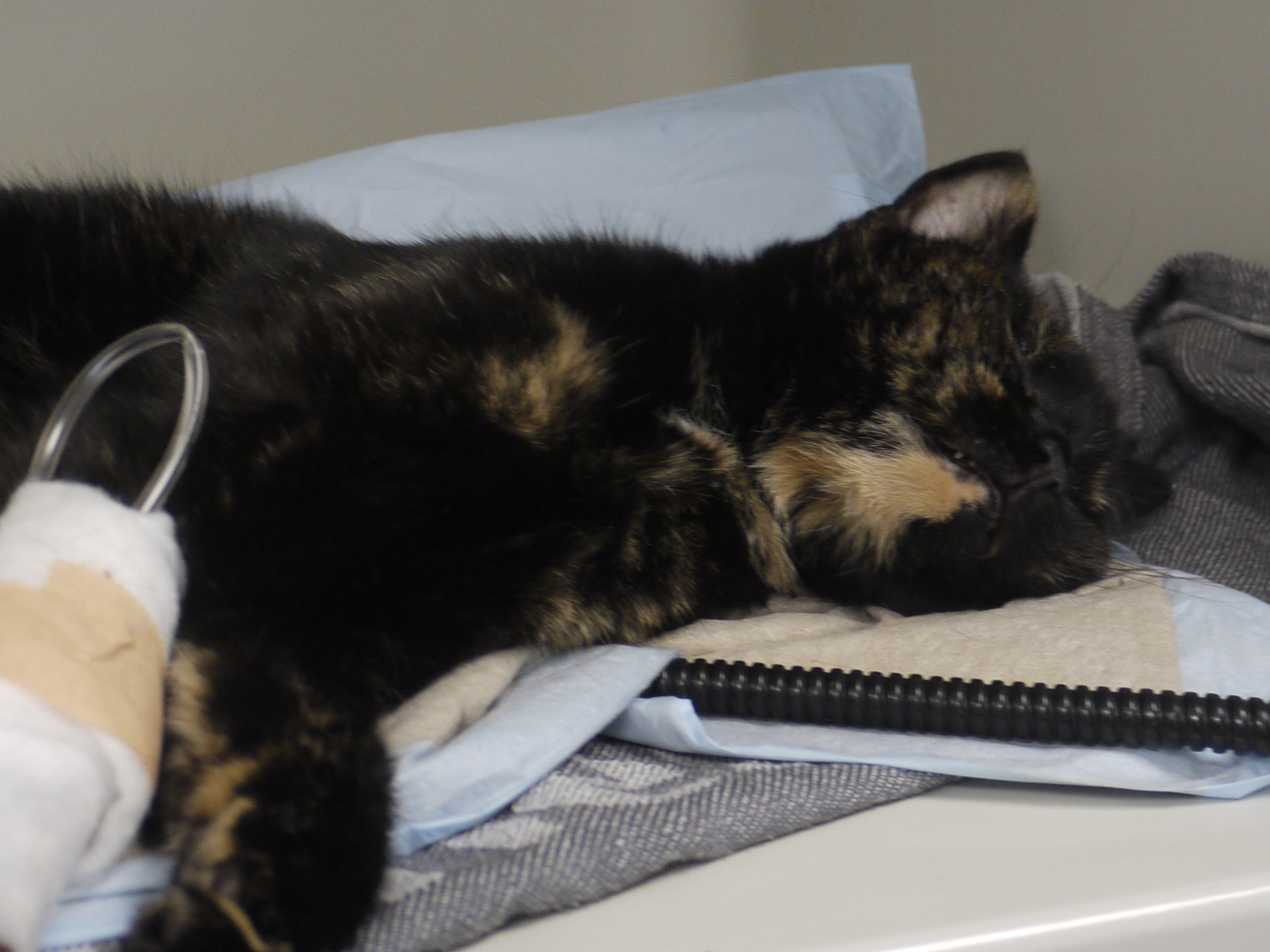 Katzen, Hunde, Kleintiere, Gefunden